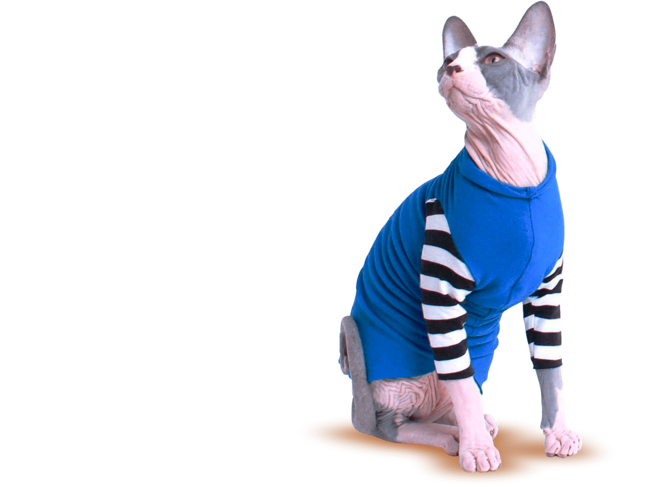 Главная кошка Барнаула Главная кошка Барнаула